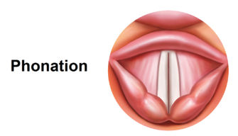 Closed vocal folds