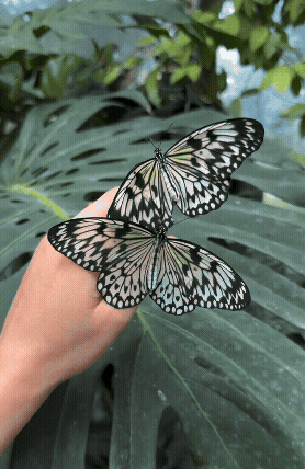 The Paper Kite Butterfly