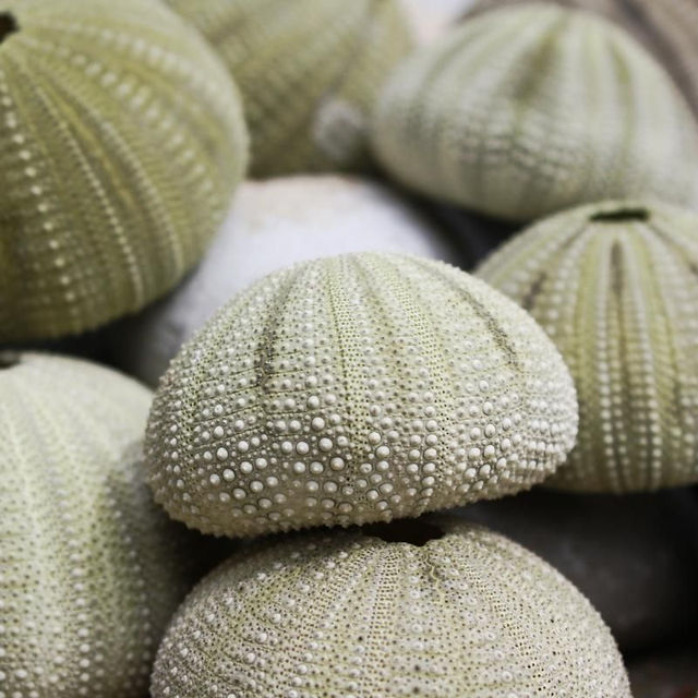 Sea urchins from Millers Point