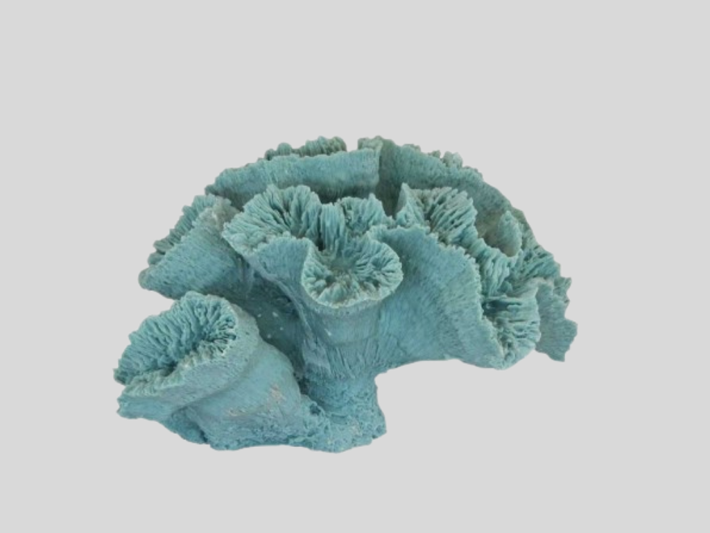Coral Flower