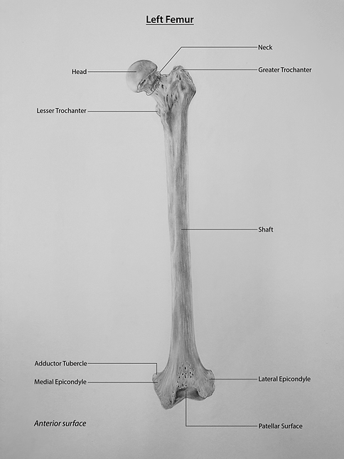 Graphite Femur Drawing