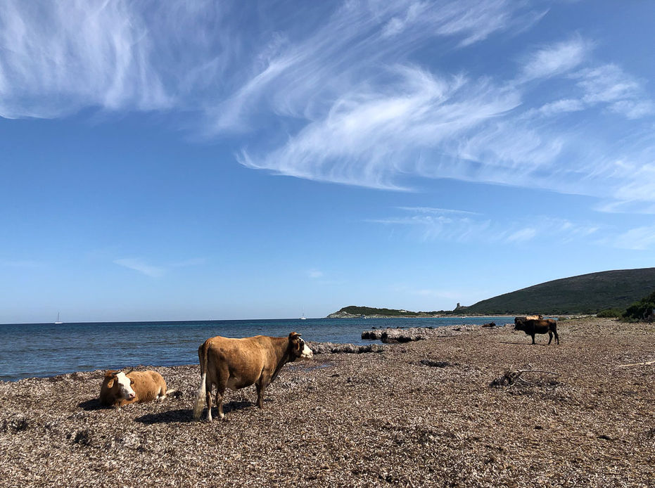 Kühe am Strand, Korsika, 