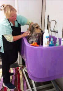 Údržba kožíšků