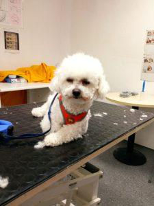 Ale pak… Stačí chvilička, pár něžných slov, dotek lásky a z malého nejistého klubíčka se stane královna stolu. ✨