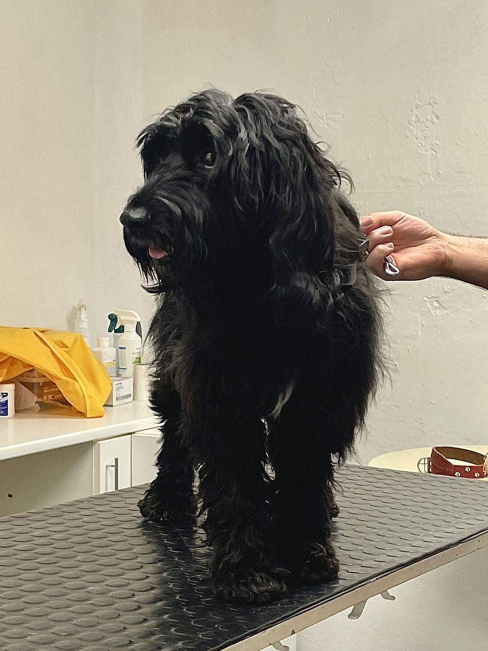 Černá fenka Žofka na stole v salonu 4 Tlapky během kompletní péče – koupání, stříhání, vyčesávání a fénování.
