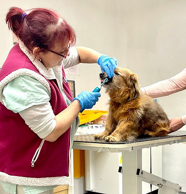 čištění psích zubů