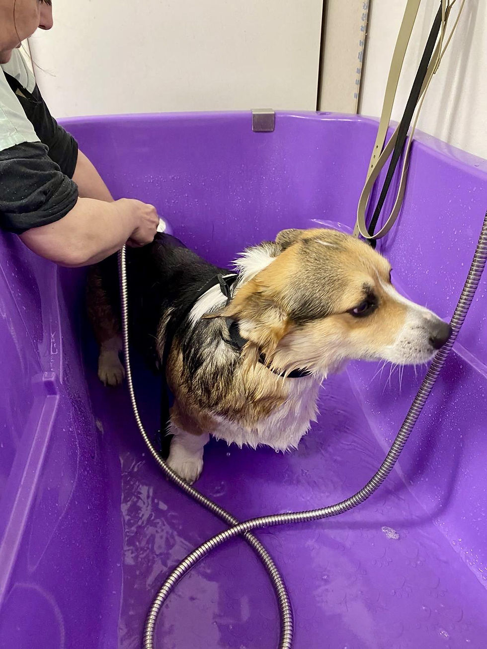 Pes Balu plemene Welsh Corgi - koupel v salonu 4 Tlapky