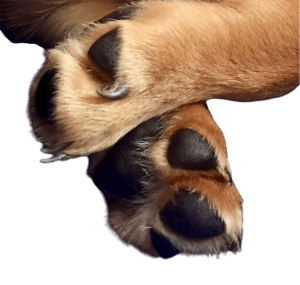 Novinka ve 4 Tlapkách - zimní boty, které se prostě jen "namažou"