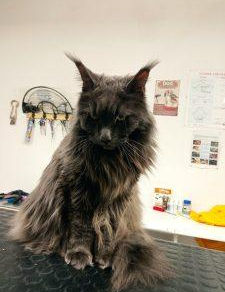 Když vám kočka přinese domů mrtvou myš, nemyslí to jako dárek