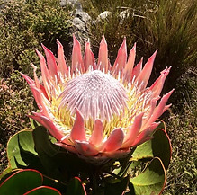 vervic travel - king protea