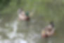 ducks.jpg