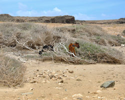 Wild Goats - Arikok National Park
