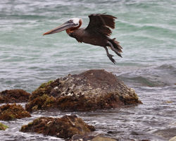 Pelican