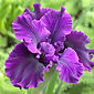 Iris 'Deep Magic'
