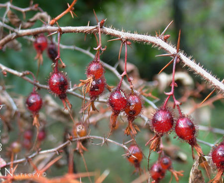 Ribes speciosum - Fuchsia-Flowered Gooseberry