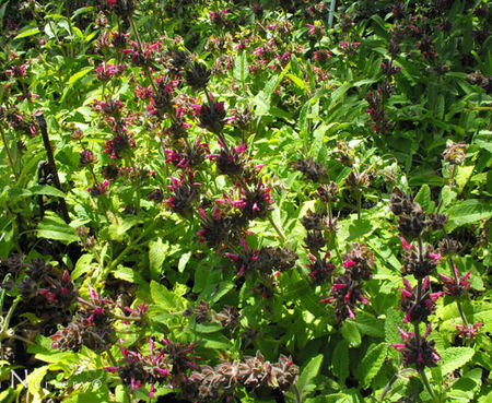 Salvia spathacea - Hummingbird Sage