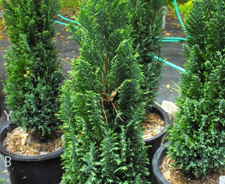 Cupressus (Chamaecyparis) lawsoniana 'Elwoodii' - Dwarf Lawson Cypress