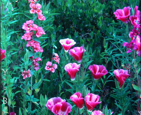 Clarkia amoena - Farewell-to-Spring