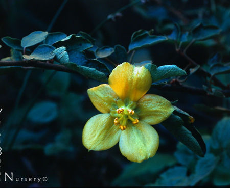 Fremontodendron 'Western Hills' - Flannelbush
