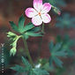Geranium californicum