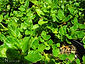 Ceanothus griseus horizontalis var. 'Yankee Point'