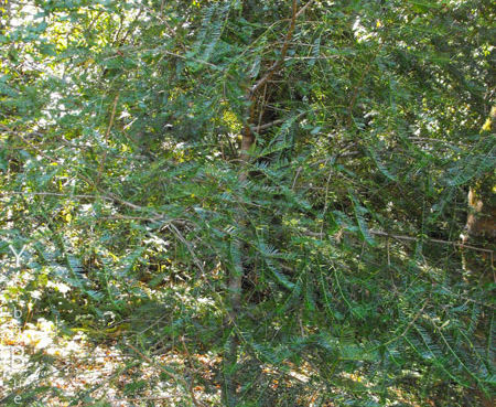 Torreya californica - California Nutmeg