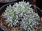 Dudleya greenei 'White Sprite'