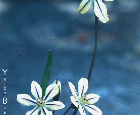 Triteleia ixioides - Golden Stars