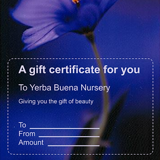 Purchase a gift certificate to Yerba Buena Nursery