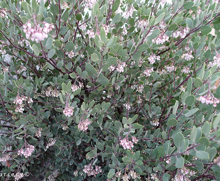 Arctostaphylos bakeri 'Louis Edmunds' - Serpentine Manzanita