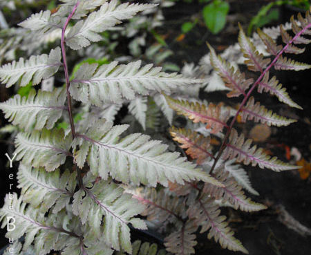 Athyrium niponicum pictum var. - Japanese Painted Fern