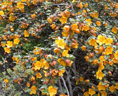 Fremontodendron 'Western Hills' - Flannelbush