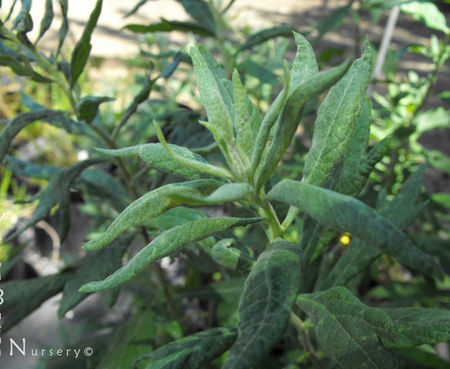 Artemisia douglasiana - Mugwort