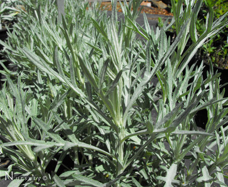 Artemisia ludoviciana albula 'Silver Queen' - Silver Wormwood