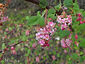 Ribes malvaceum