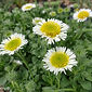Erigeron glaucus 'White Lights'