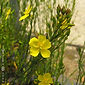 Helianthemum scoparium