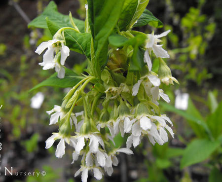 Oemleria cerasiformis - Oso Berry