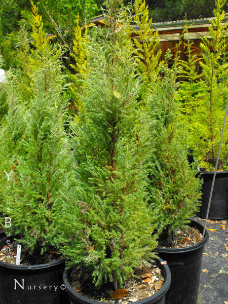 Cupressus lawsoniana 'Barry's Silver' - Dwarf Lawson Cypress