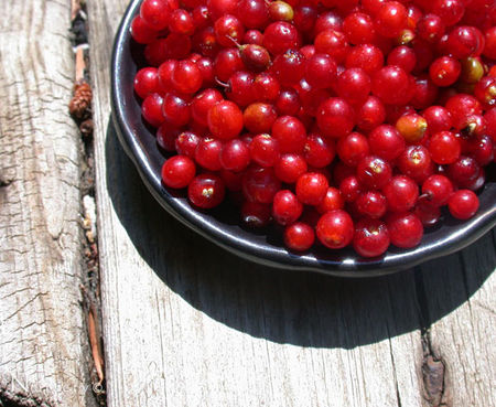 Rhamnus crocea - Red Berry