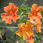 Mimulus 'Pumpkin'