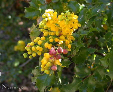 Berberis 'Ken Hartman' - Oregon Grape