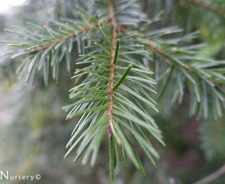 Pseudotsuga menziesii - Douglas Fir
