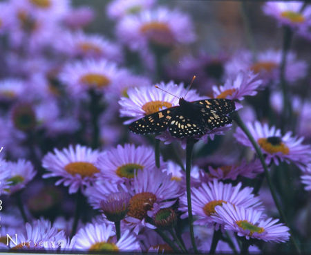 Erigeron 'Wayne Roderick' - Seaside Daisy