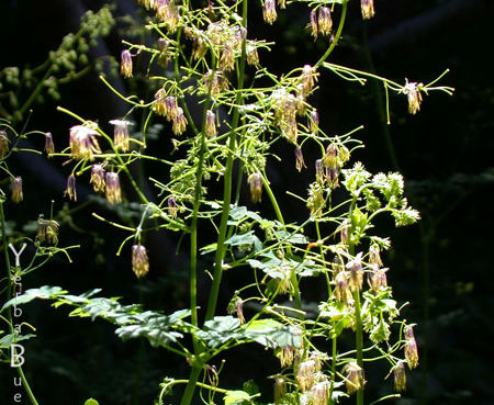 Thalictrum fendleri polycarpum var. - Meadow-Rue