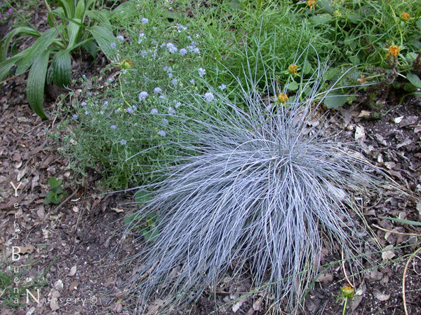 Festuca &lsquo;Siskiyou Blue&rsquo; - Fescue