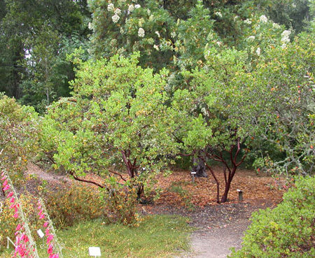Arctostaphylos 'Dr. Hurd' - Manzanita