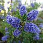 Ceanothus 'Blue Ray'