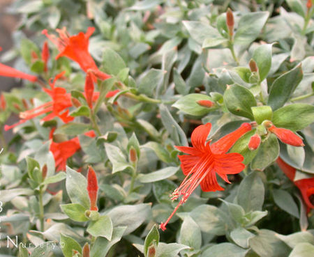 Epilobium septentrionalis 'Select Mattole' - California Fuchsia