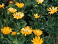 Heterotheca sess. bolanderi ssp. 'San Bruno Mtn.'